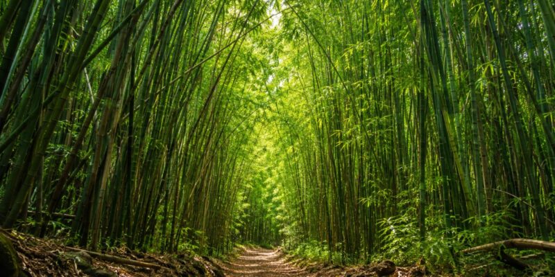 Bamboo Forest Road to Hana Maui