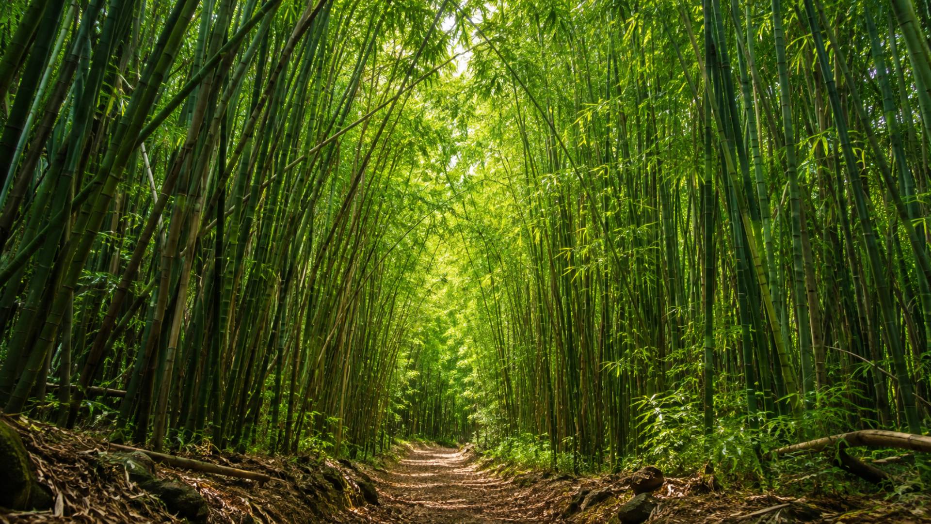 Bamboo Forest Road to Hana Maui